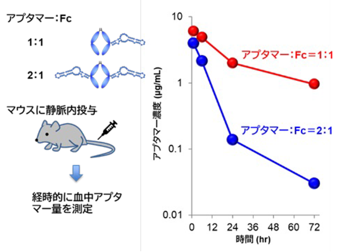 次世代型アプタマー医薬品の実現に向けたリボミック社との共同研究