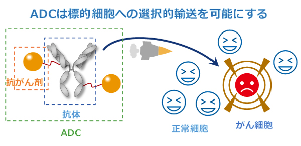 ADCは標的細胞への選択的輸送を可能とする