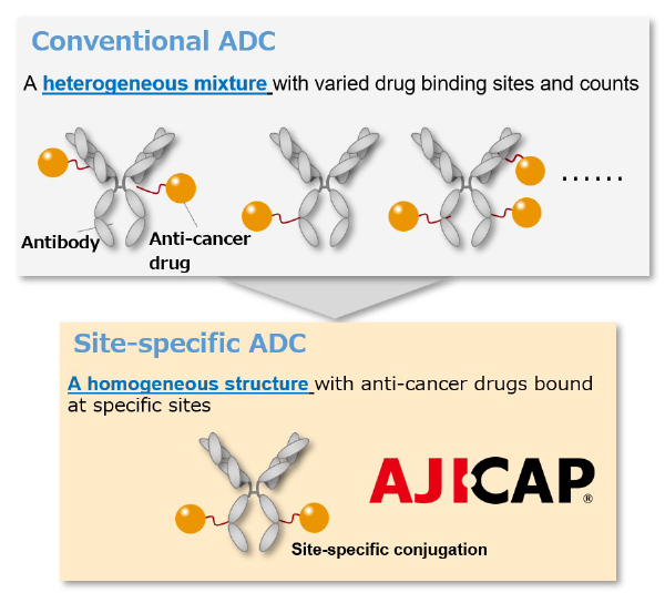 Conventional ADC / Site-specific ADC