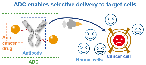 ADC enables selective delivery to target cells