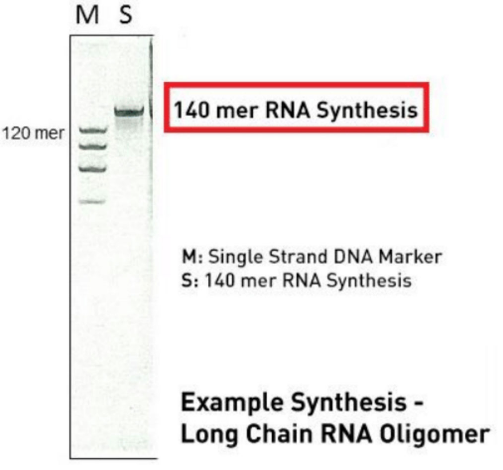 RNA Synthesis Scale