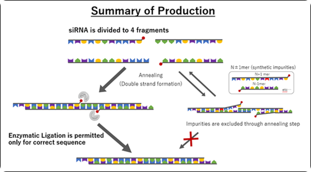 Summary of siRNA Production