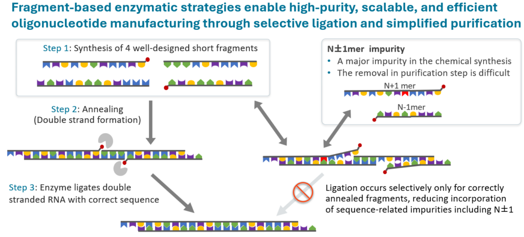 Fragment-based Enzymatic Strategy